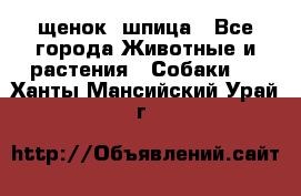 щенок  шпица - Все города Животные и растения » Собаки   . Ханты-Мансийский,Урай г.